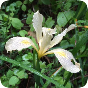 wildiris.jpg