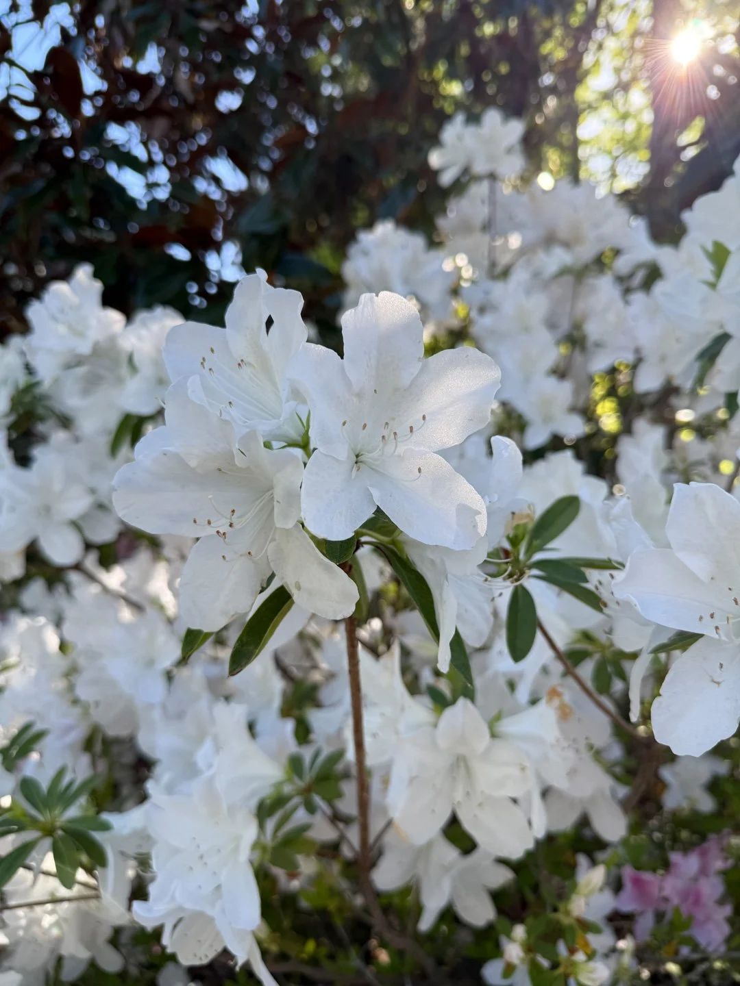 ©Sarah Jane Tart-Azalea Garden Tour-9.jpg