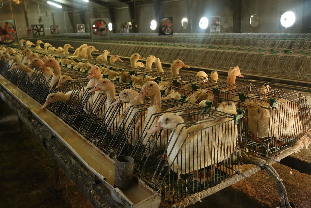 Ducks crammed into tiny cages and force-fed to fatten livers to make foie gras
