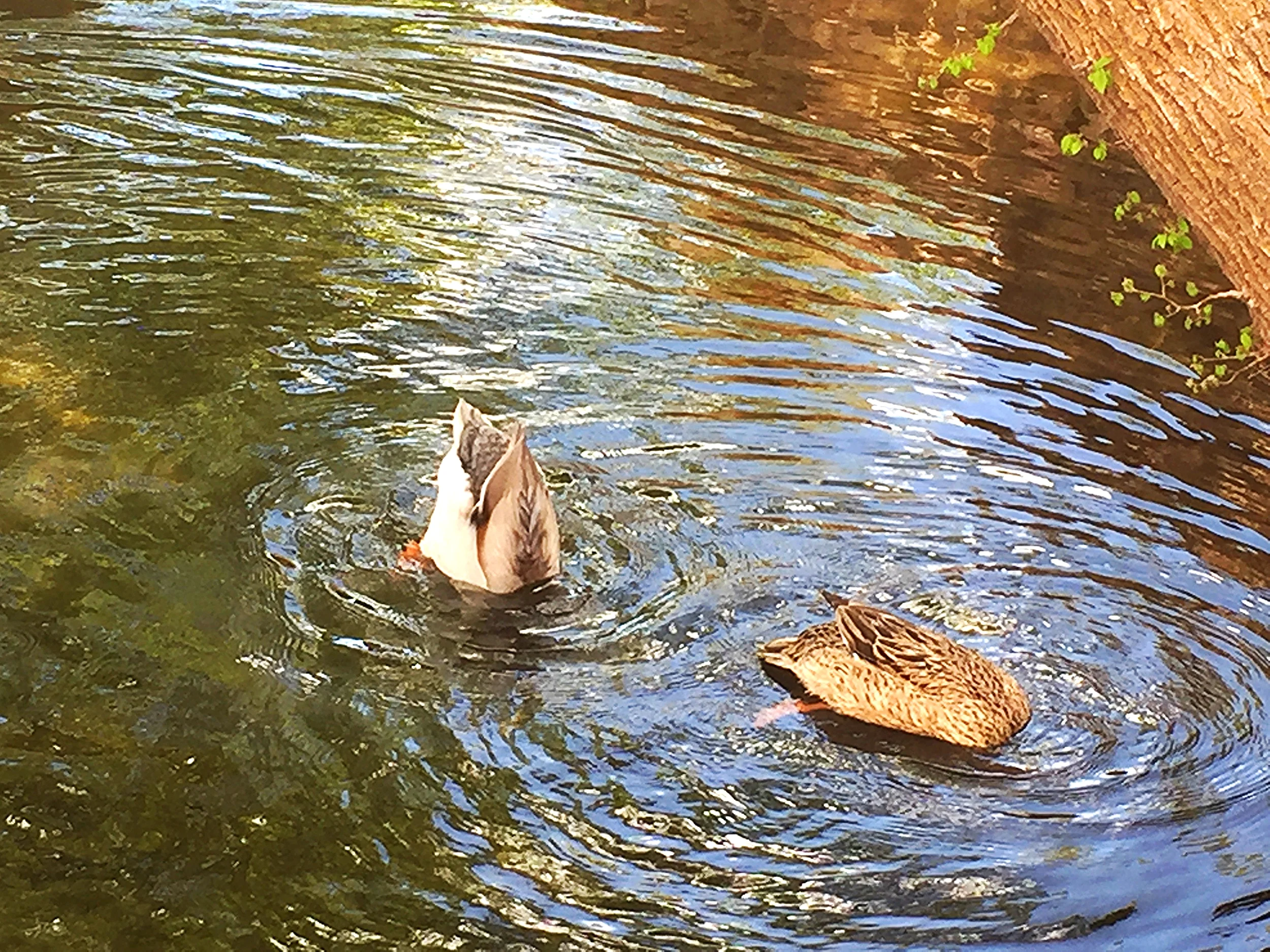 Ducks waving their tail feathers. So cute!
