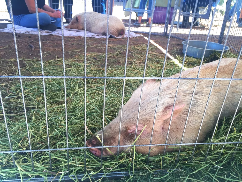 New Life Animal Sanctuary: Life After Labs