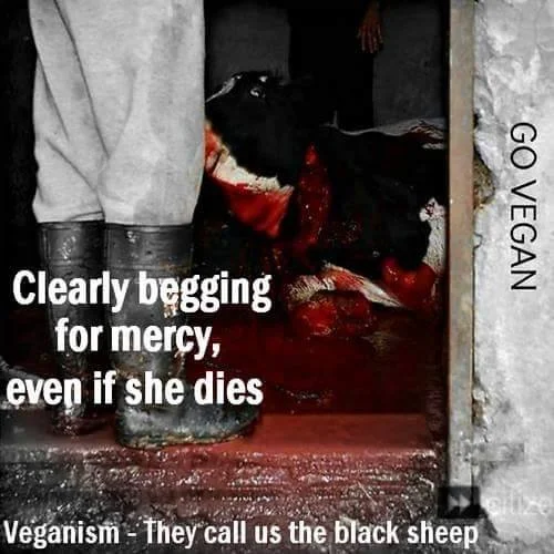 Image source: Animal Freedom Fighter via Facebook