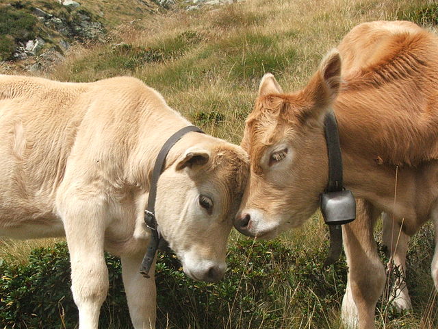 Cow friends