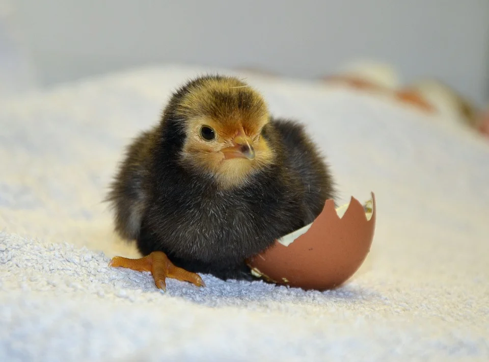 Newly hatched chick