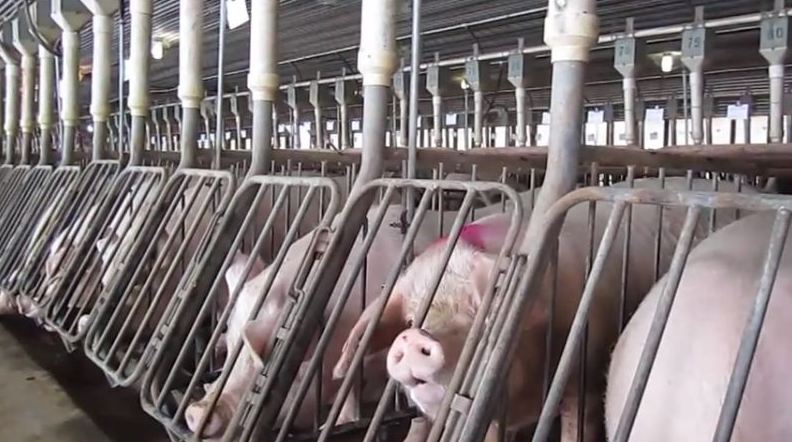 Pigs' miserable existence of intensive confinement in factory farms