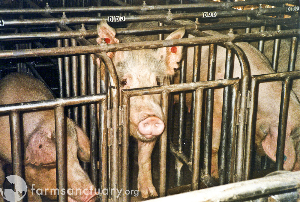  Pregnant pigs in gestation crates