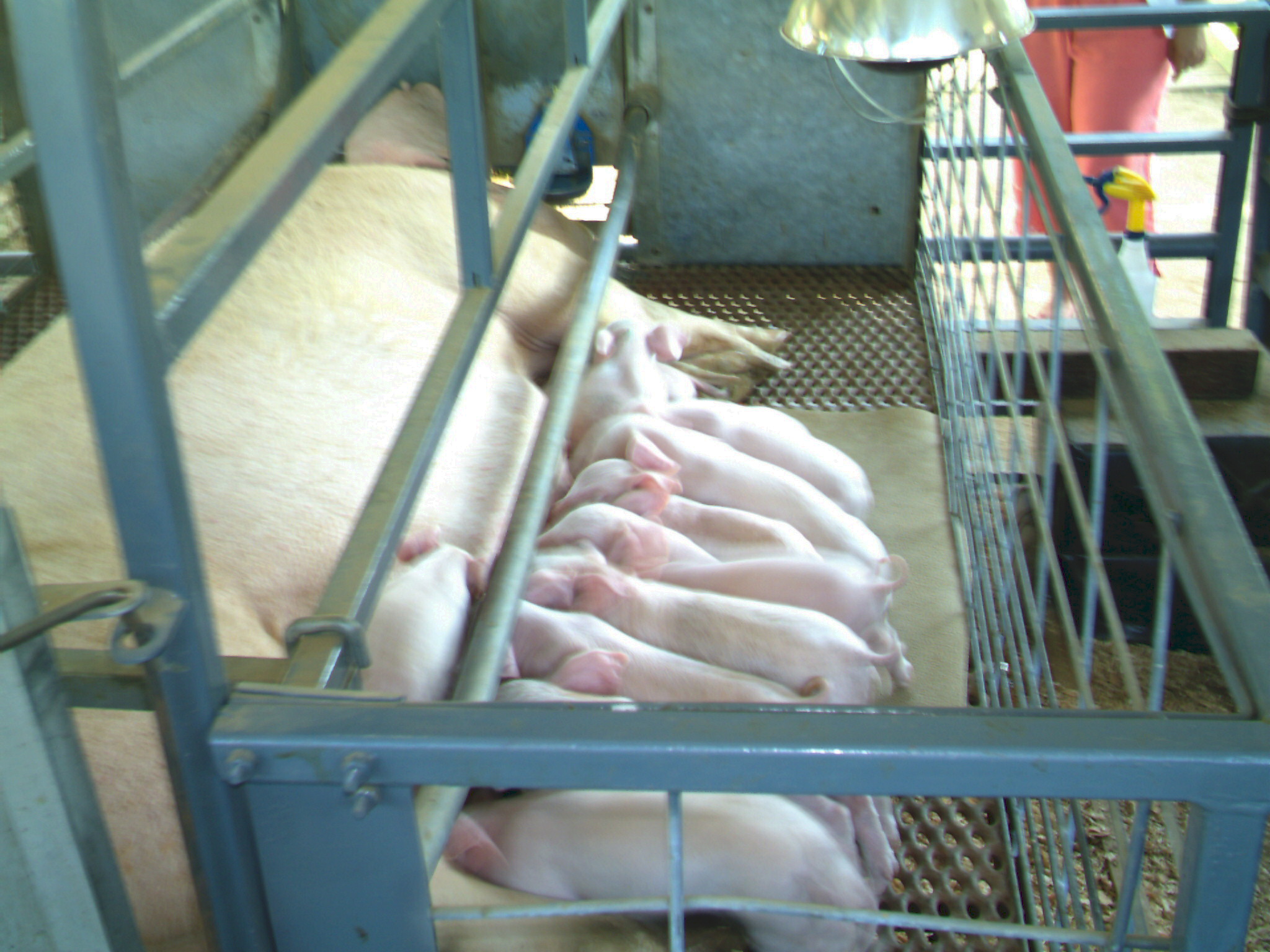 Nursing sow in a farrowing crate