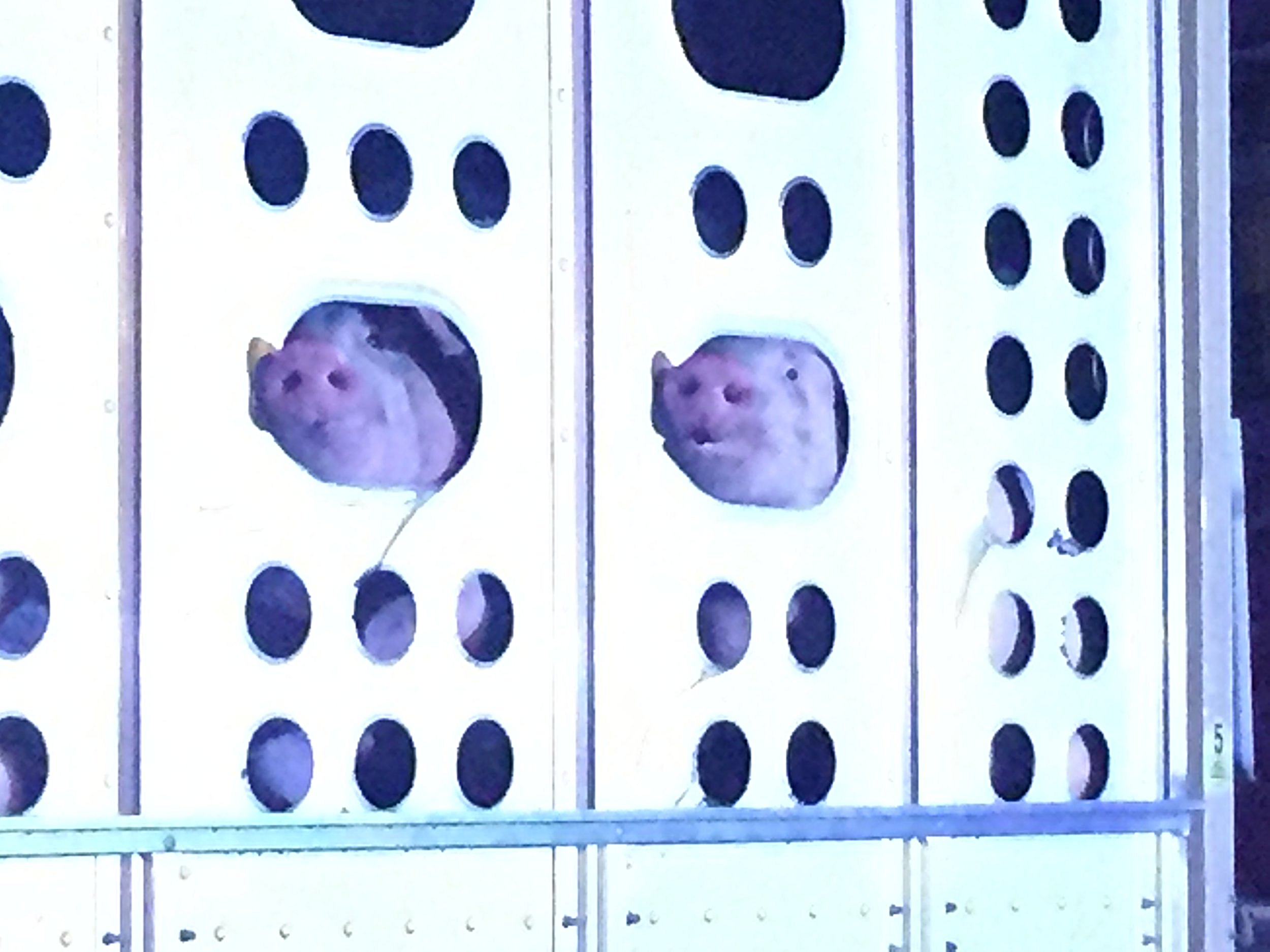 Two pigs peering out of ventilation holes seeking mercy
