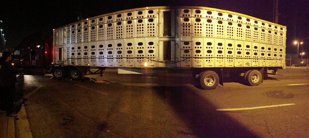 Bearing witness to trucks full of pigs sent to slaughter
