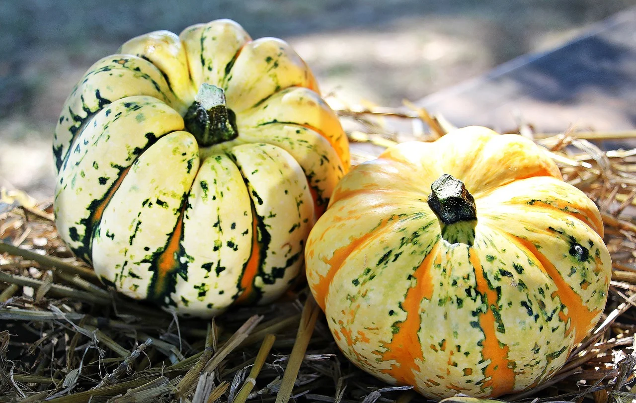 ThanksgivingPumpkins.jpg