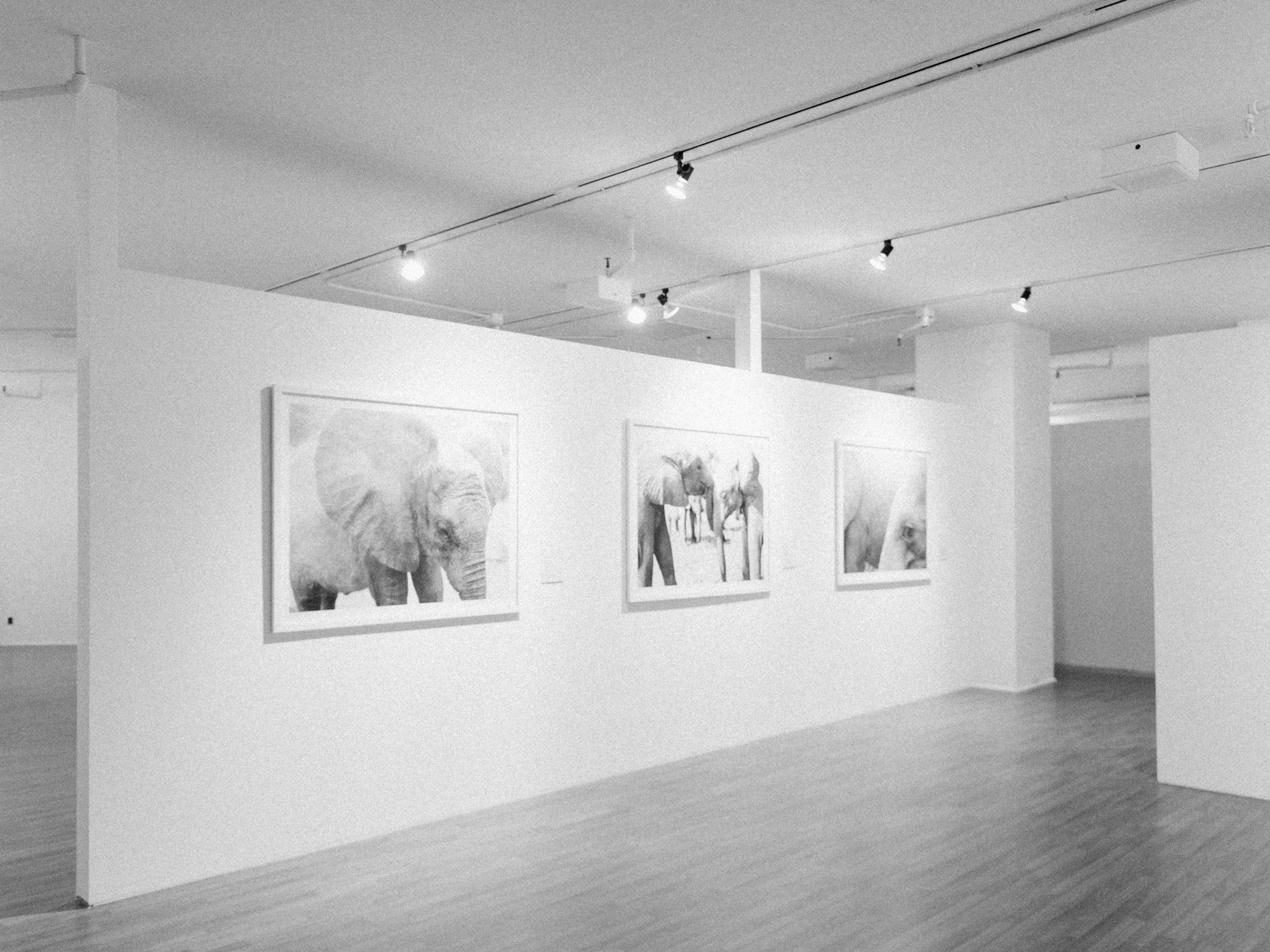Render Loyalty exhibit in L.A. featuring The David Sheldrick Wildlife Trust series