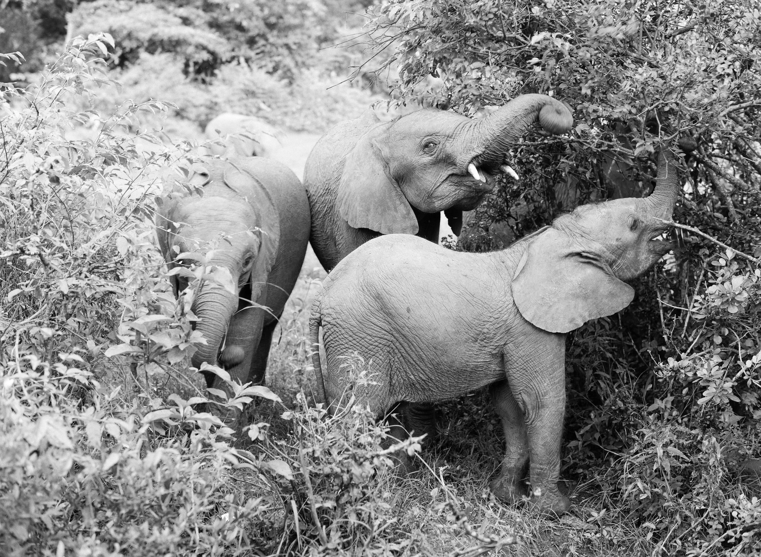 'Exploring the Bush' from Render Loyalty series by KT Merry
