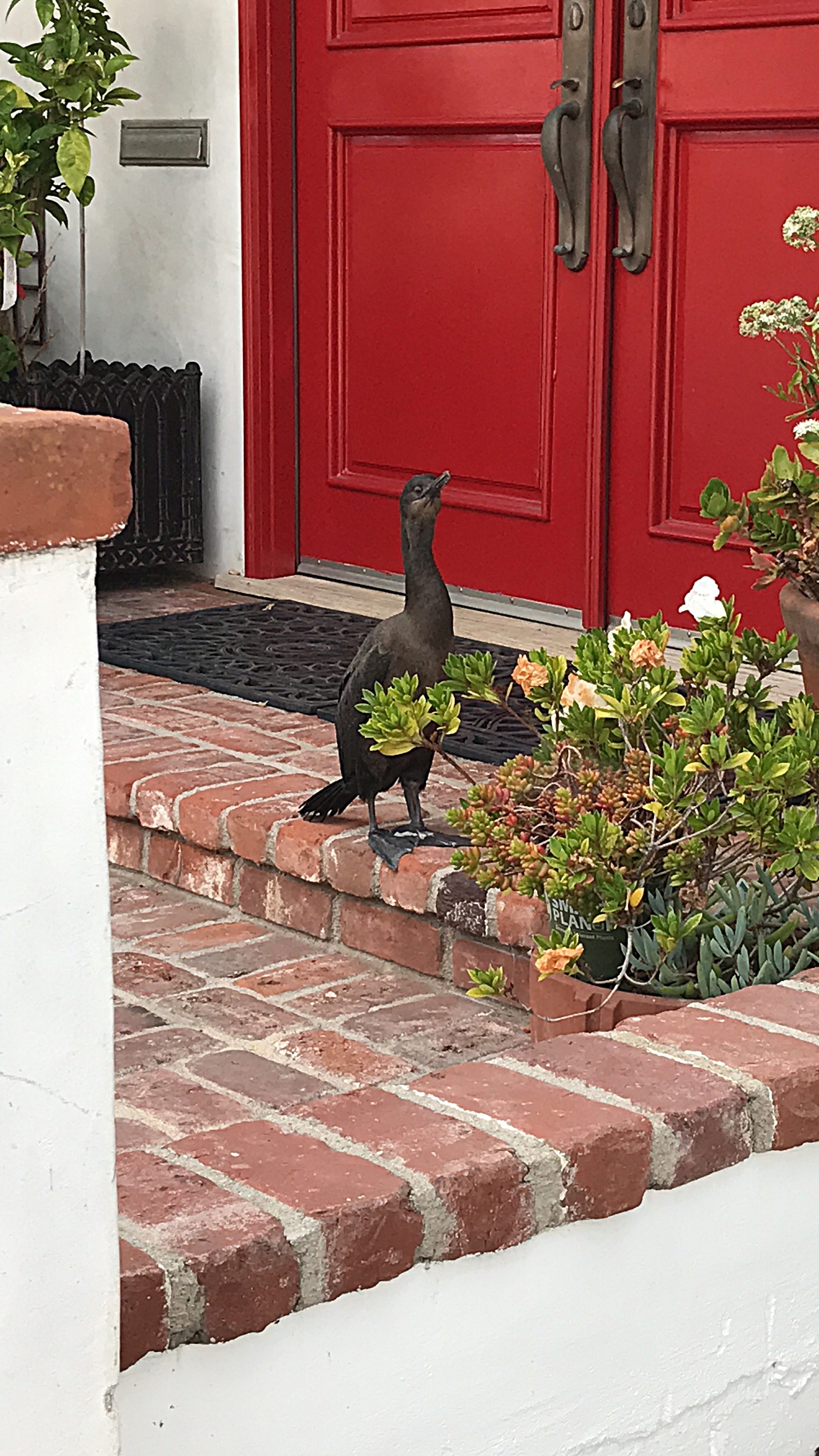 Brandt's Cormorant lost in my neighborhood