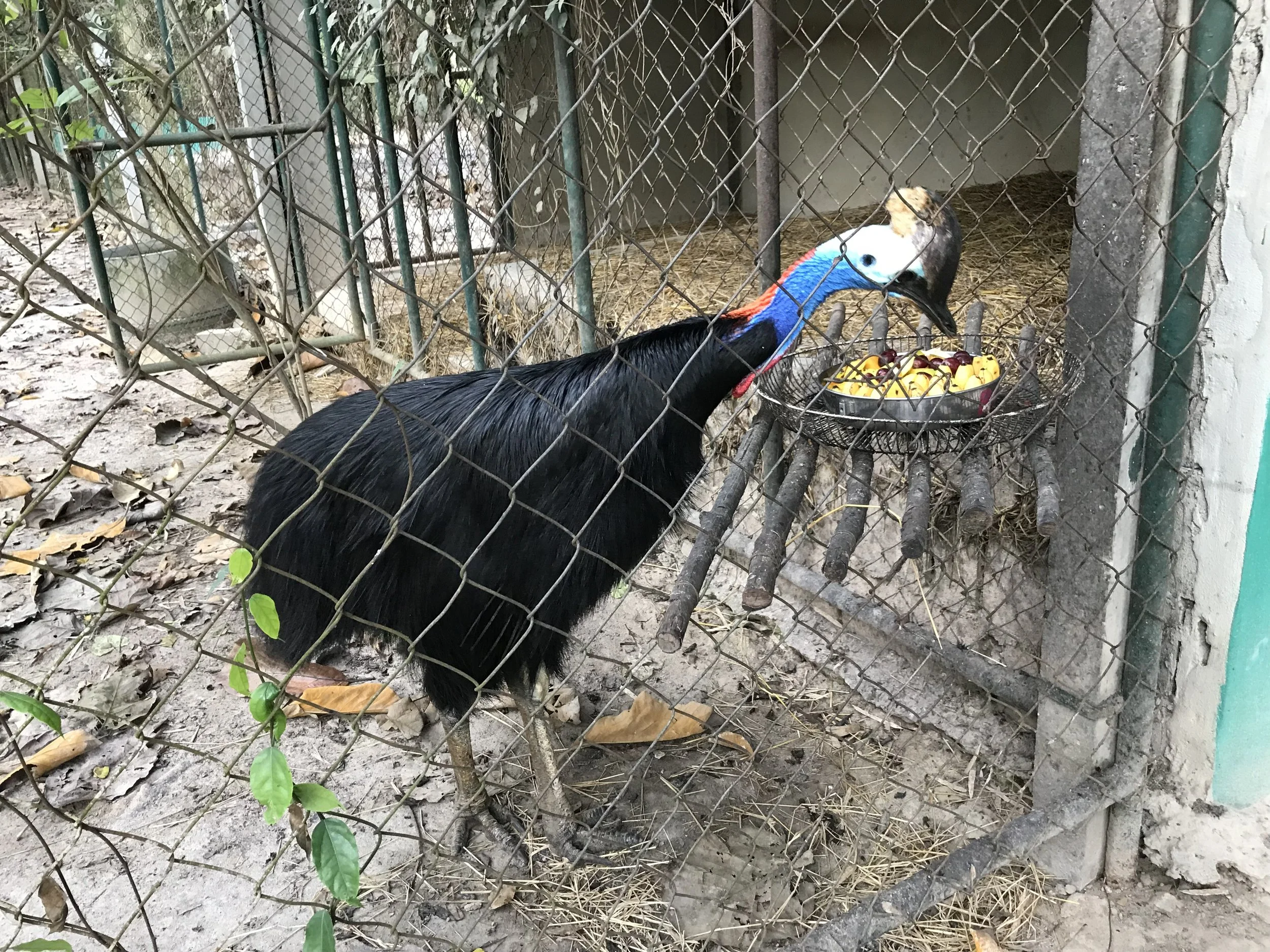 Bernie the cassowary at Wildlife Friends Foundation Thailand