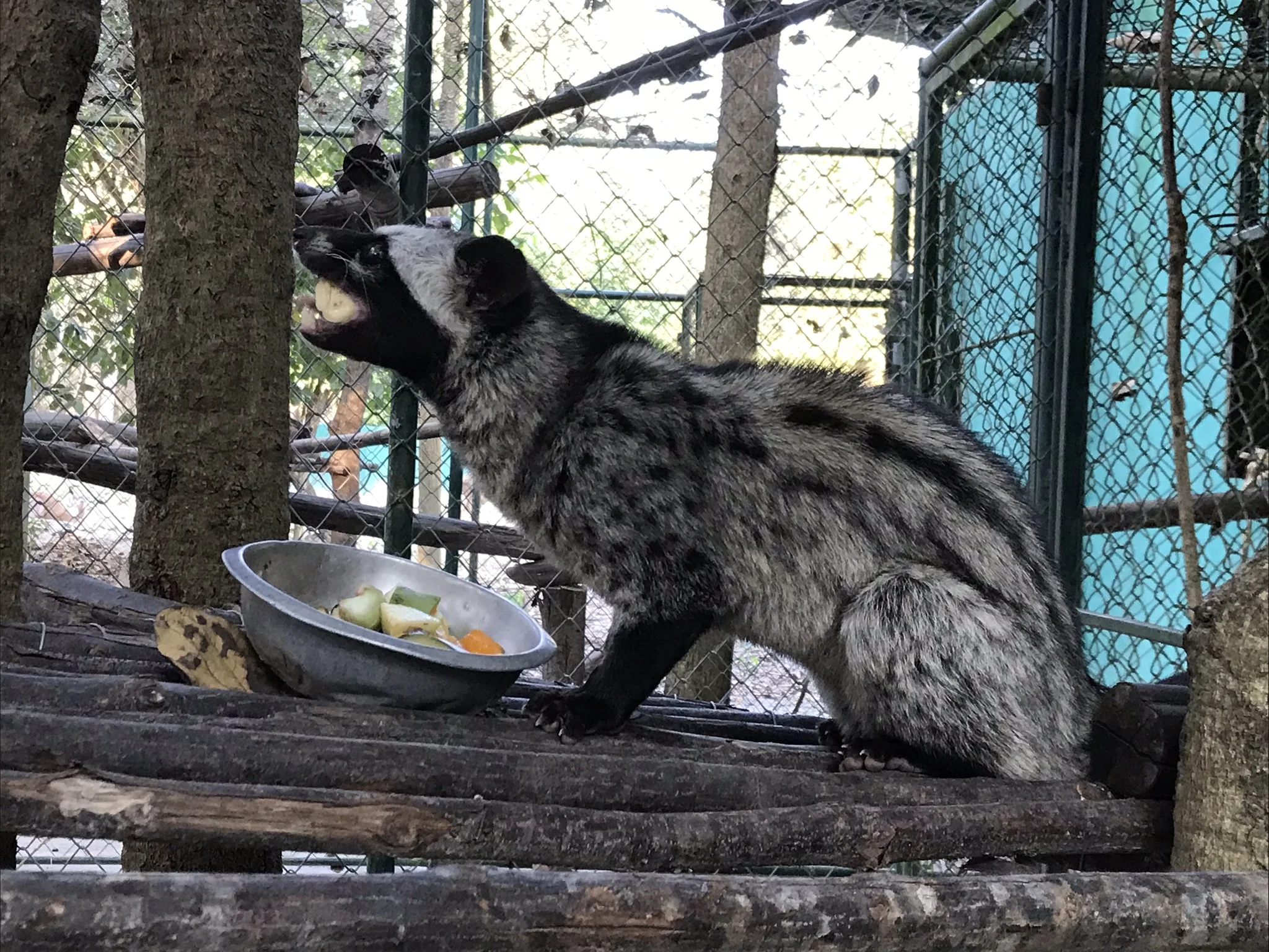A civet, one of the nocturnals at WFFT