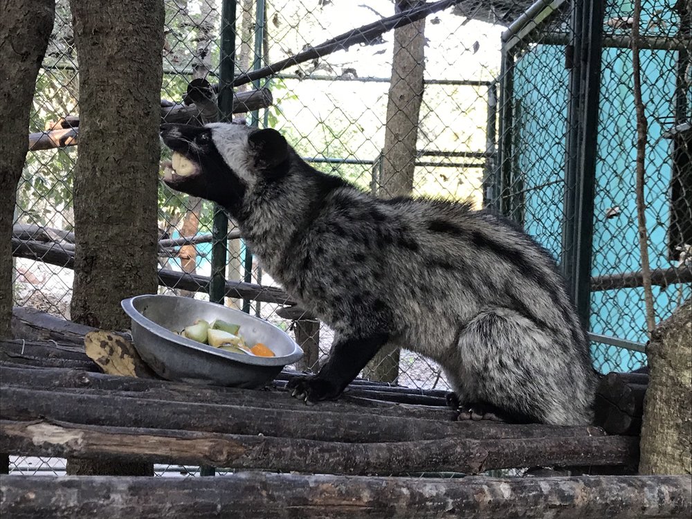 A civet, one of the nocturnals at WFFT