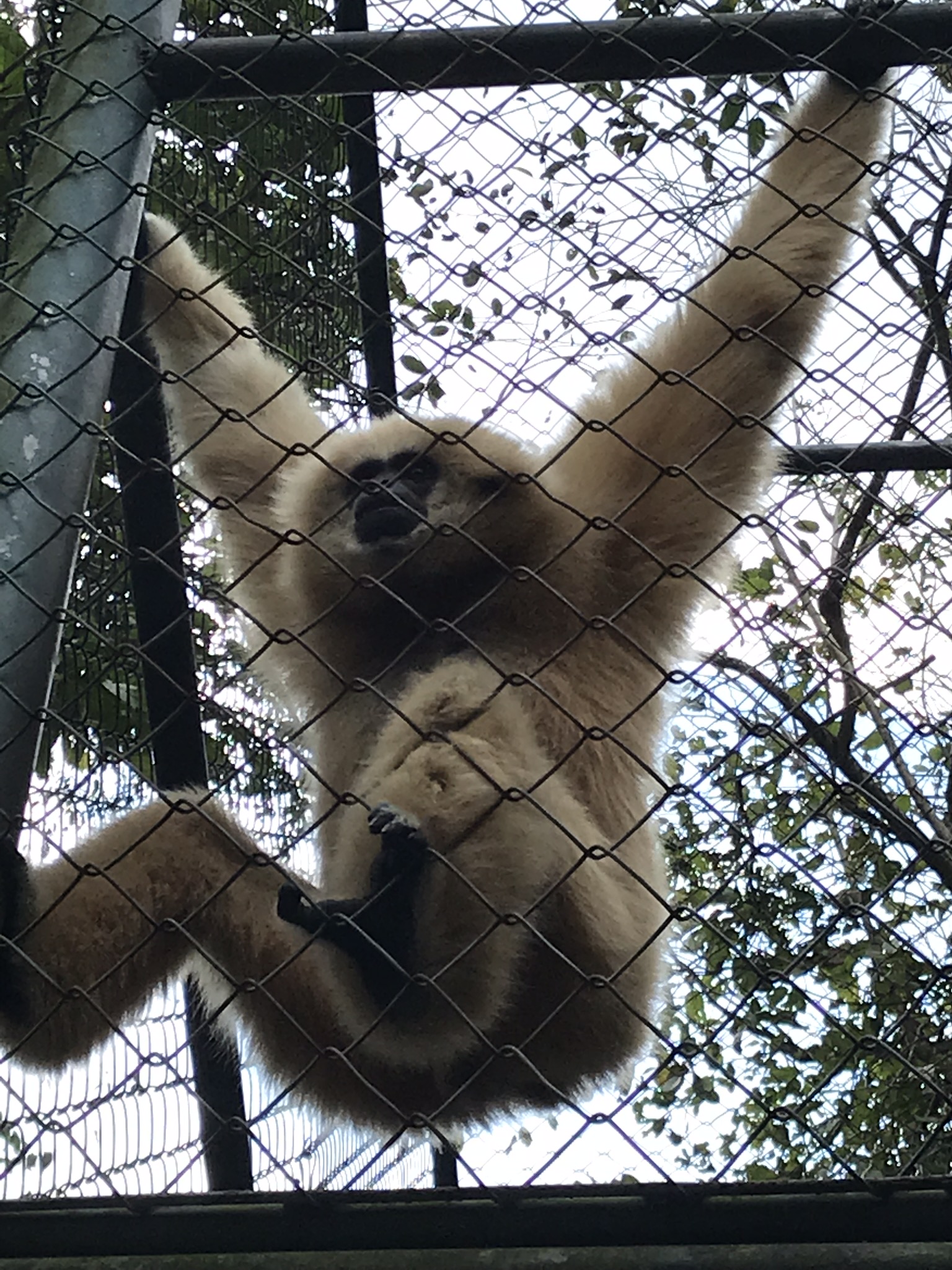 One of the many rescued gibbons at WFFT