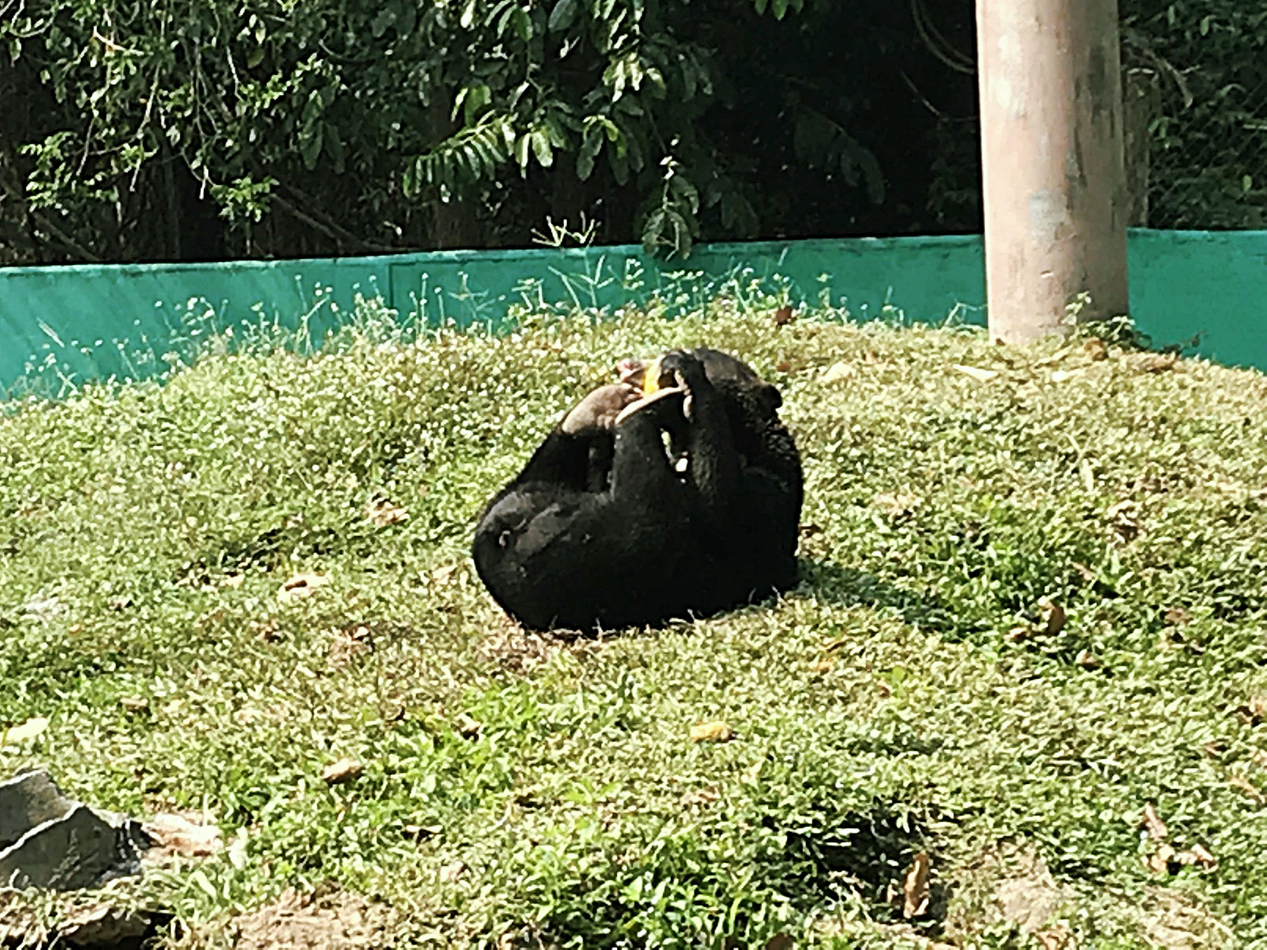 A sun bear enjoying fruit for breakfast