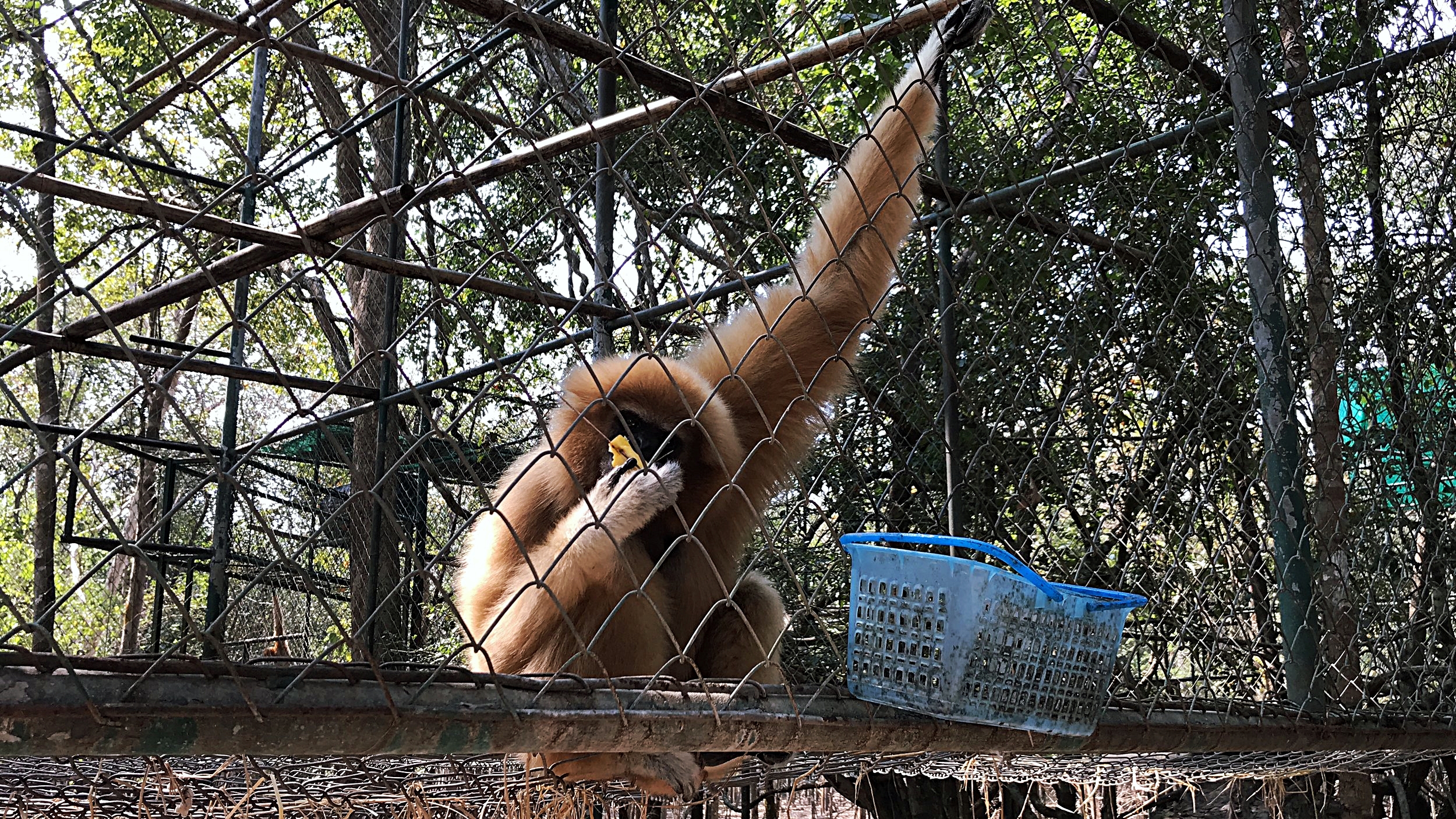One of these gibbons grabbed my wrist as I was checking the water bucket