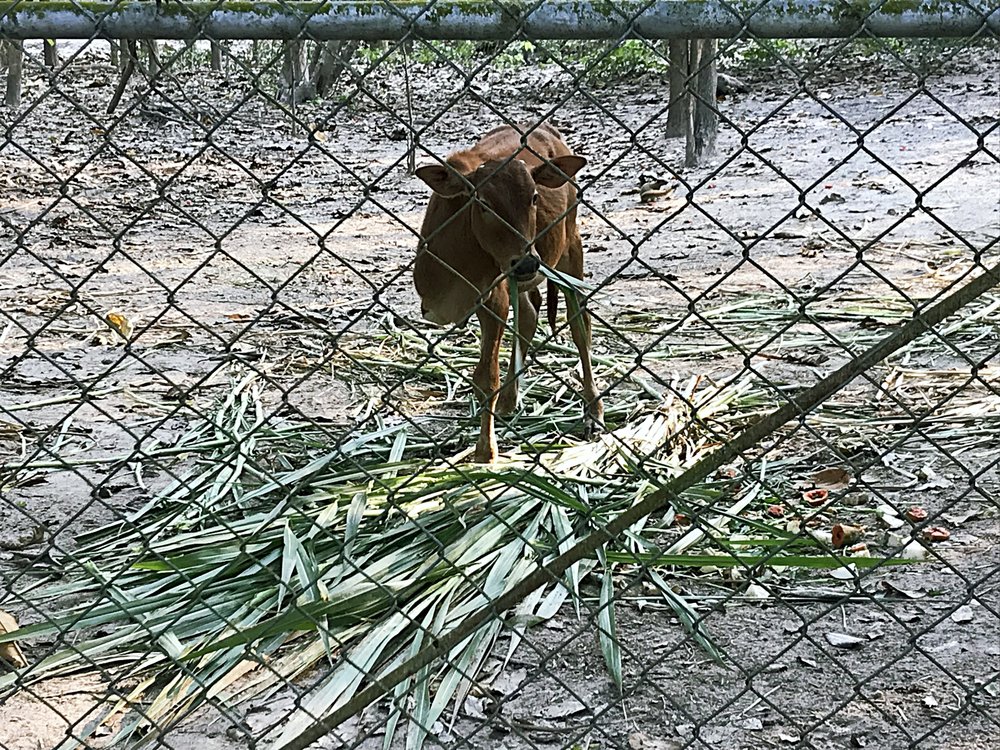 One of the rescued 3-legged cows