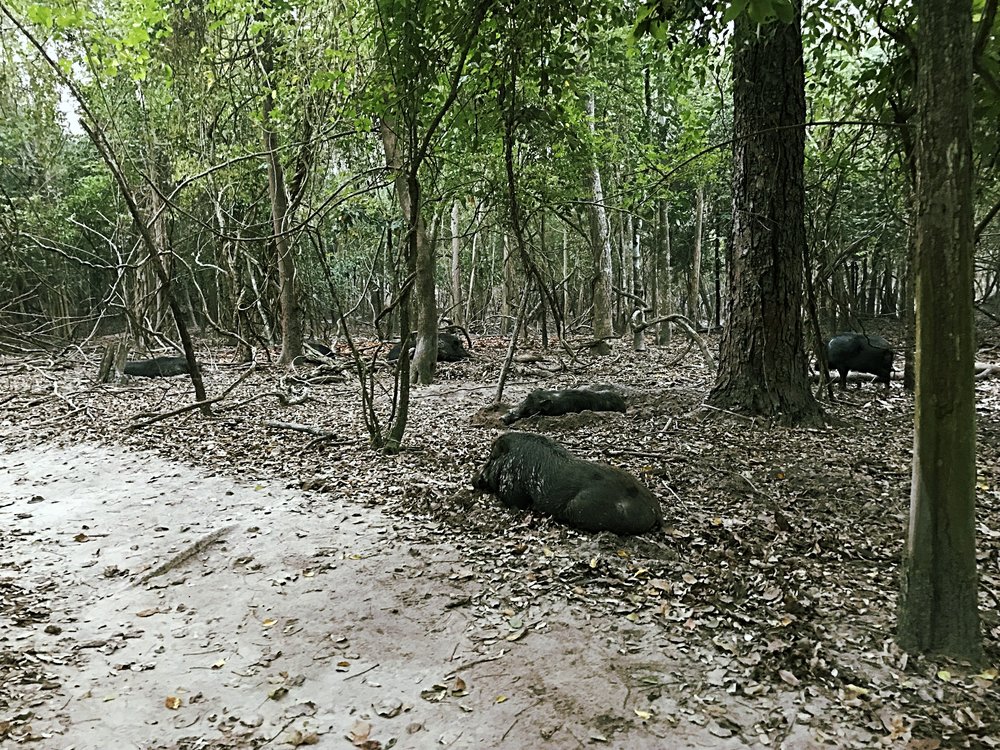 Wild hogs in the surrounding forest who we fed, so they were very calm around people