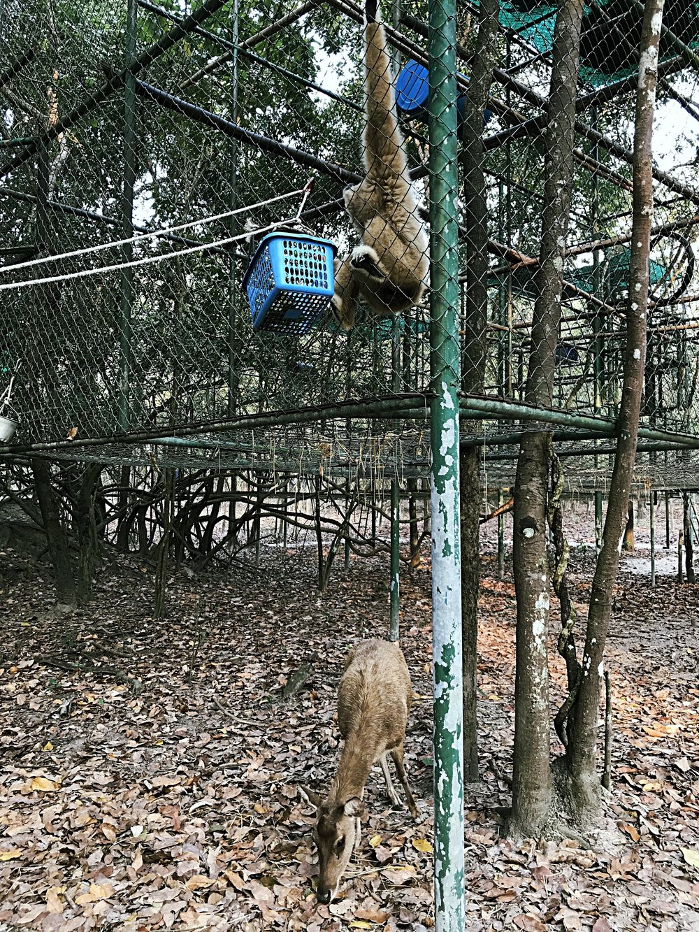Deer catching the food that the gibbon dropped
