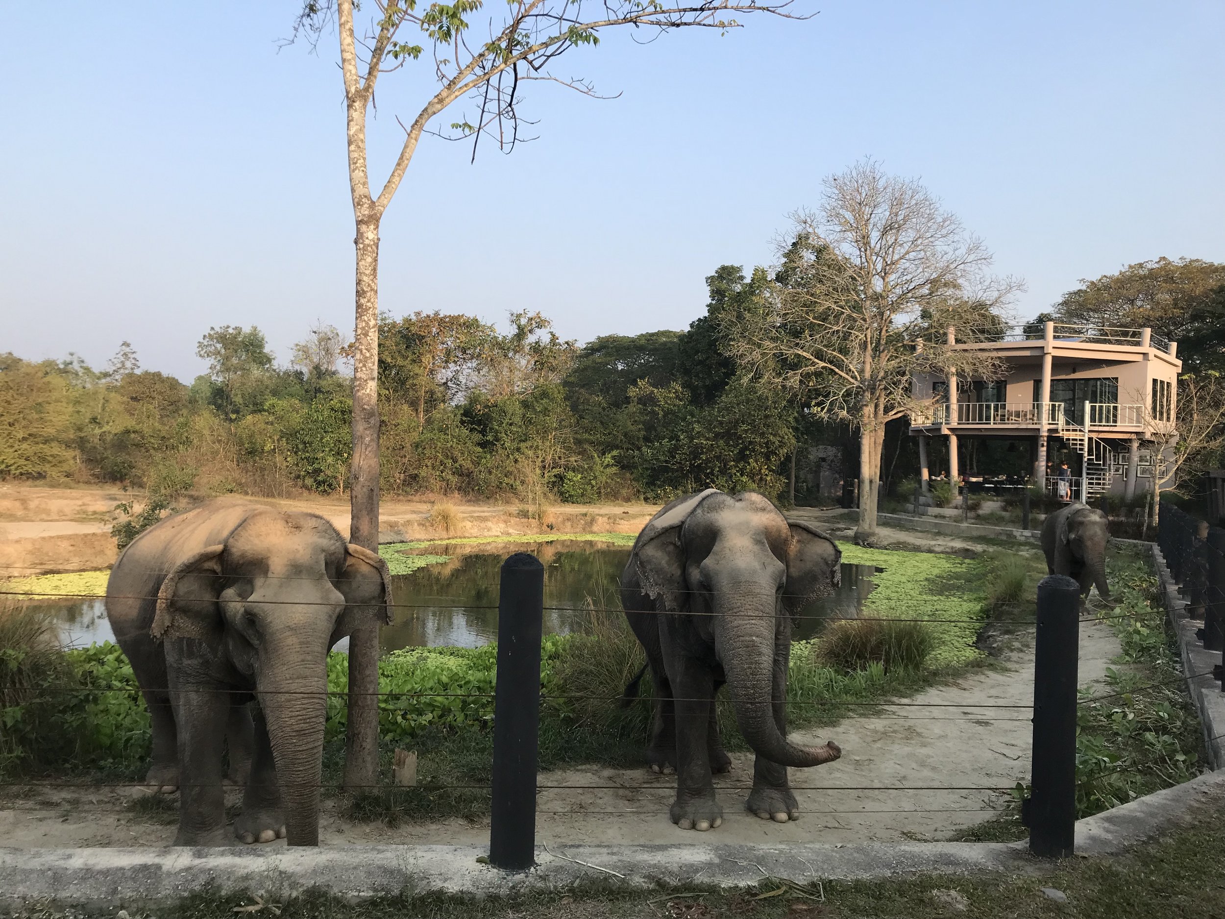 Elephants at Project 4 + WFFT's eco-lodge in the background
