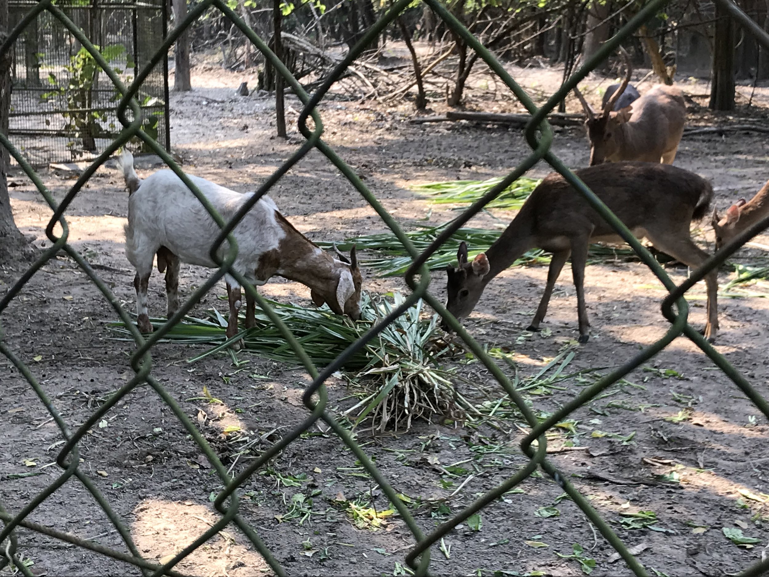 Just a goat and deer sharing a meal