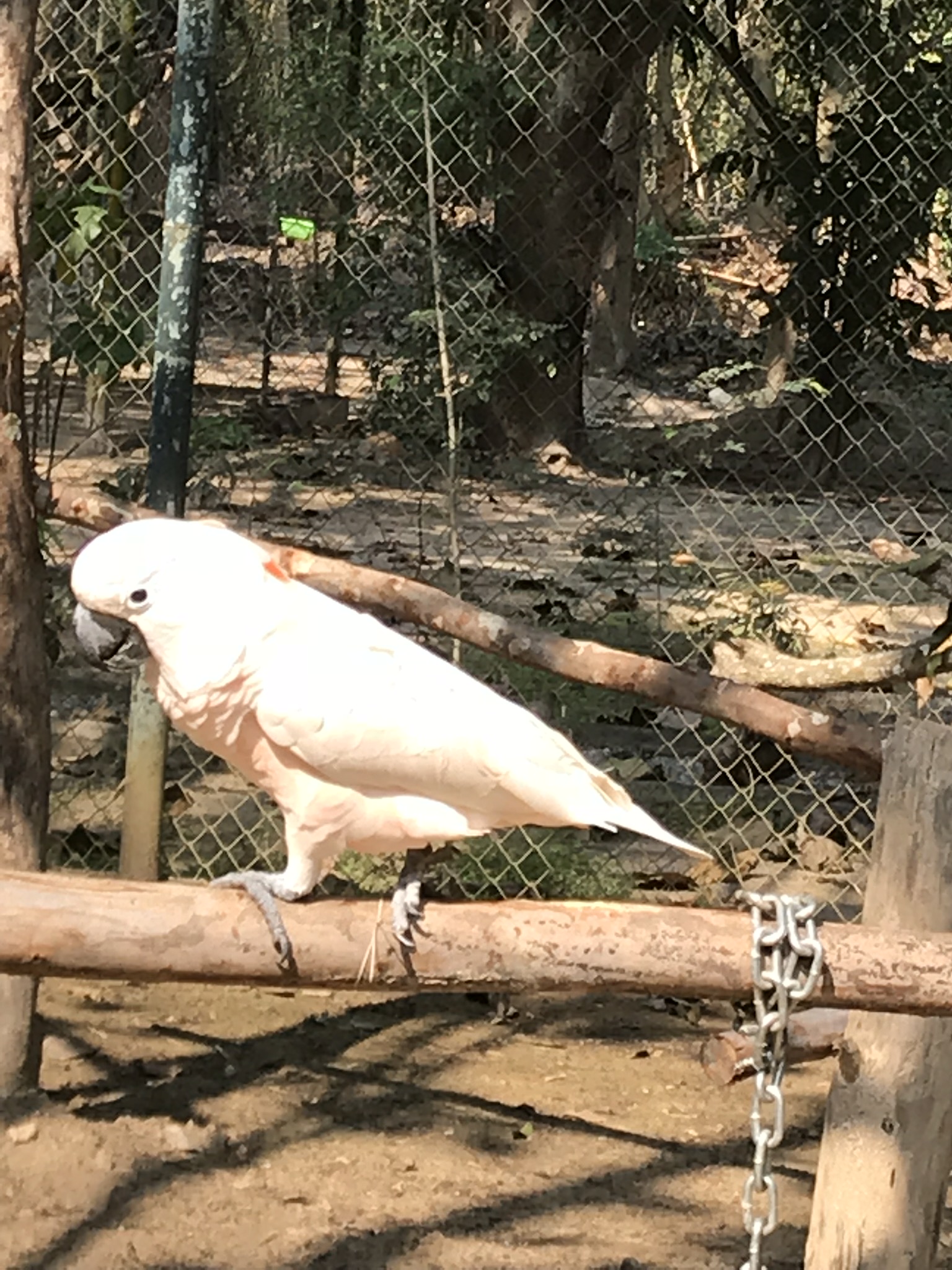 Cockatoo who shared an enclosure with a macaw and eclectus parrot
