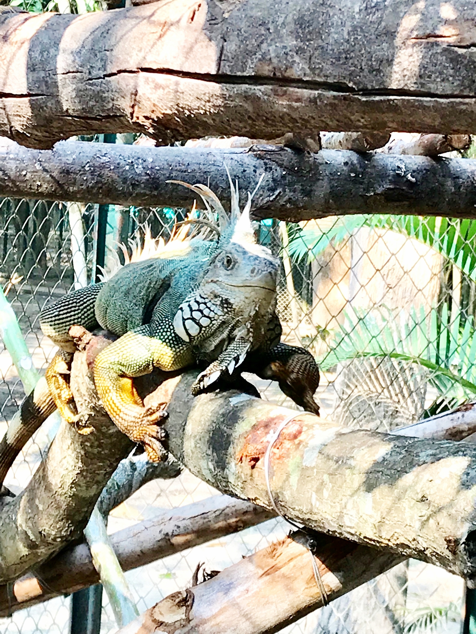 One of the resident iguanas at WFFT