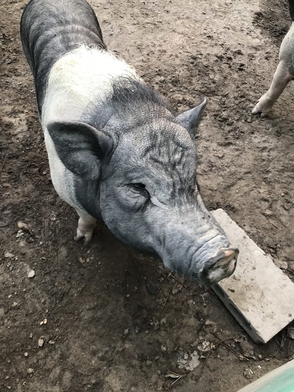 One of the many piggies at WFFT