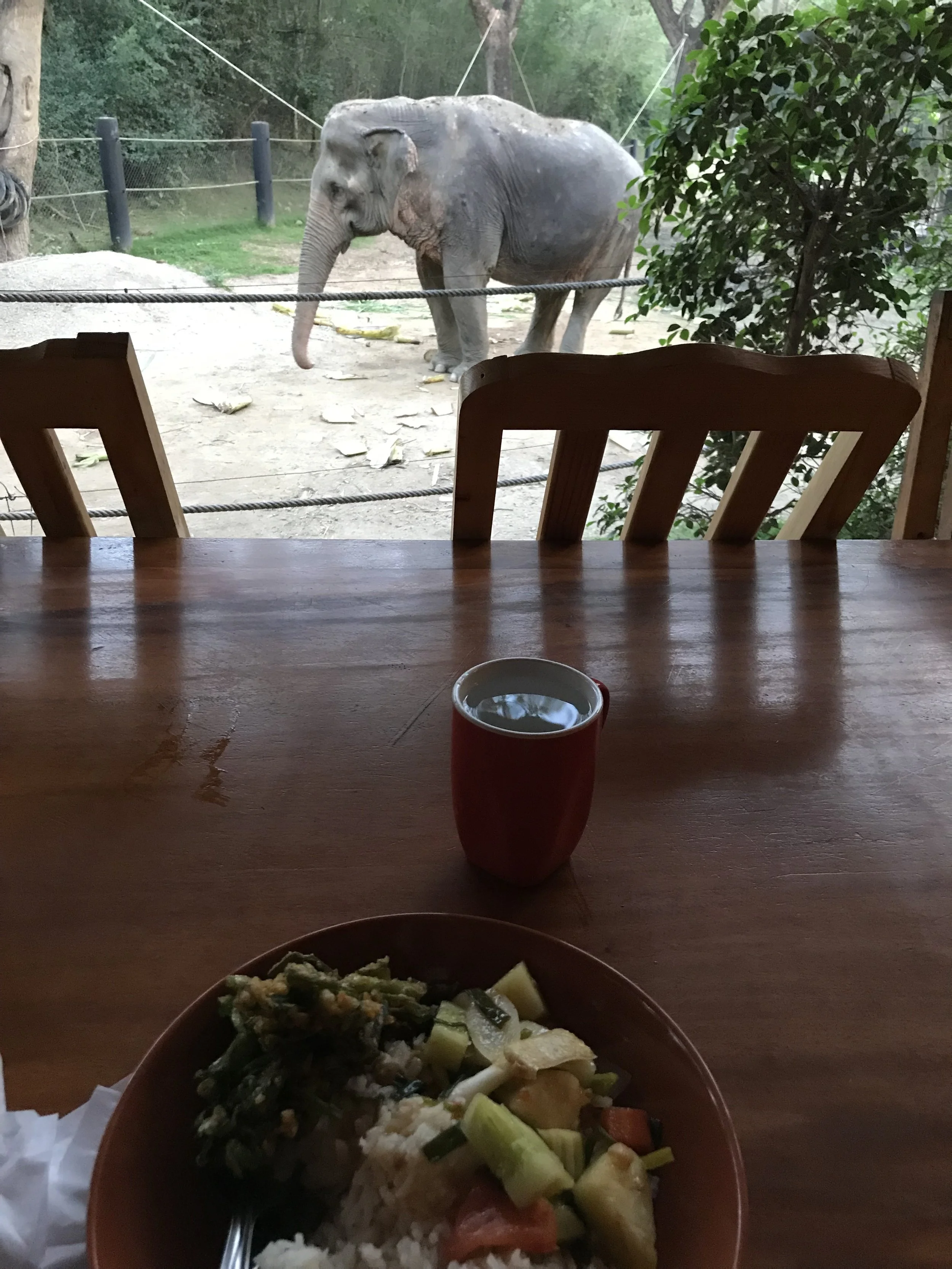 Pai Lin - Oldest elephant at WFFT
