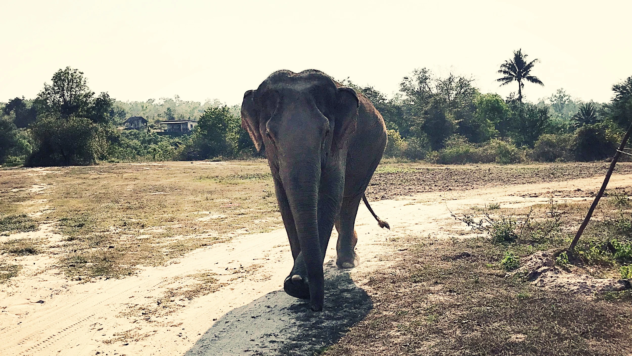 Calling her in for the night