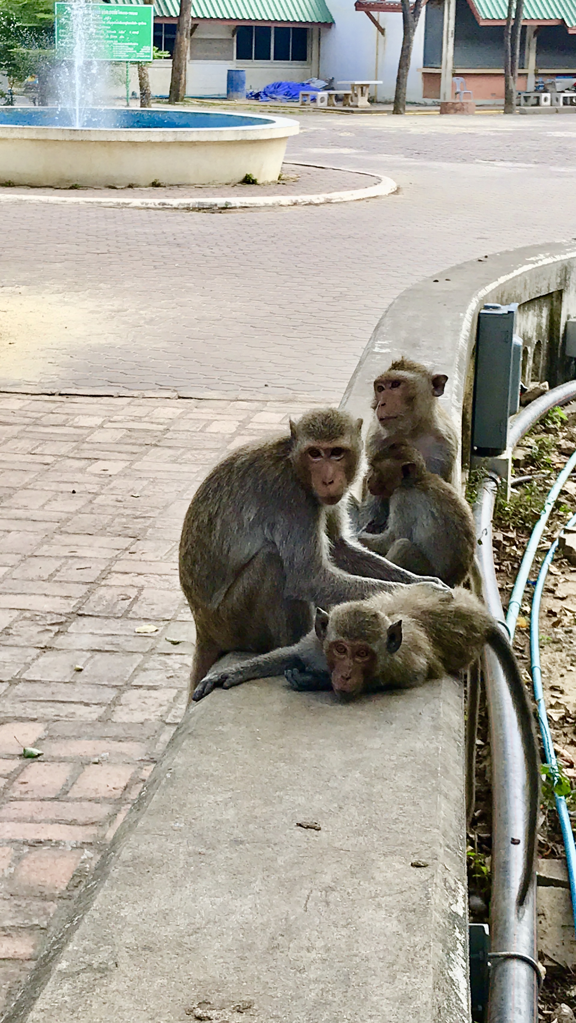 A family of street macaques outside of Khao Luang Cave
