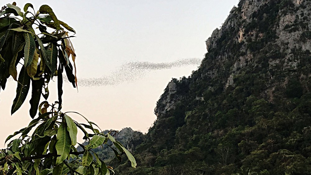 Several million bats flying out of their caves at sunset