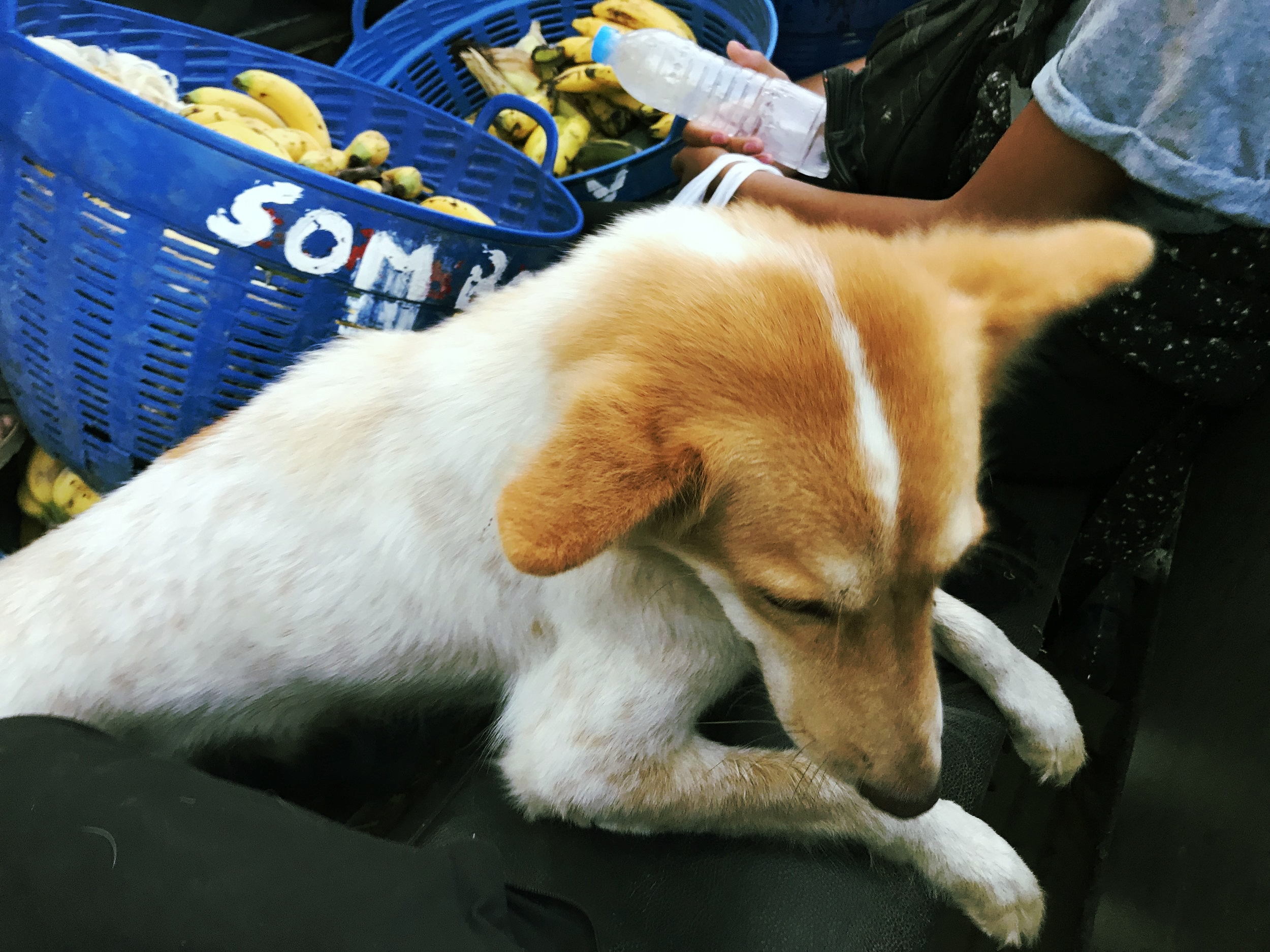 Rusty who was always along for the ride