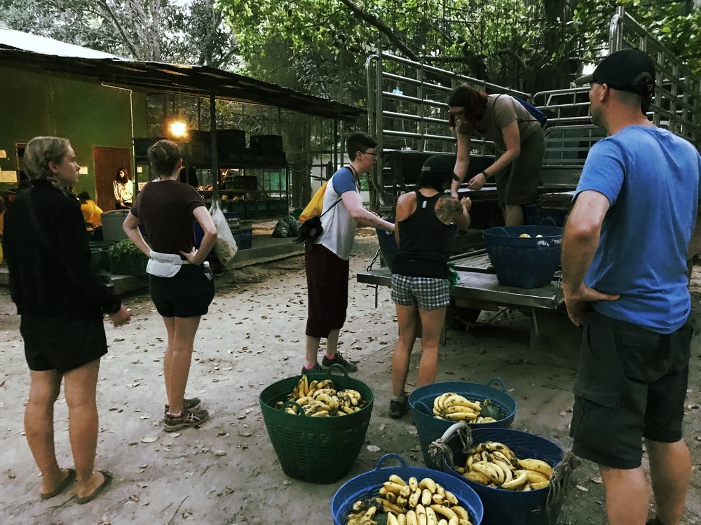 Morning routine: Loading the fruit baskets for the elephants