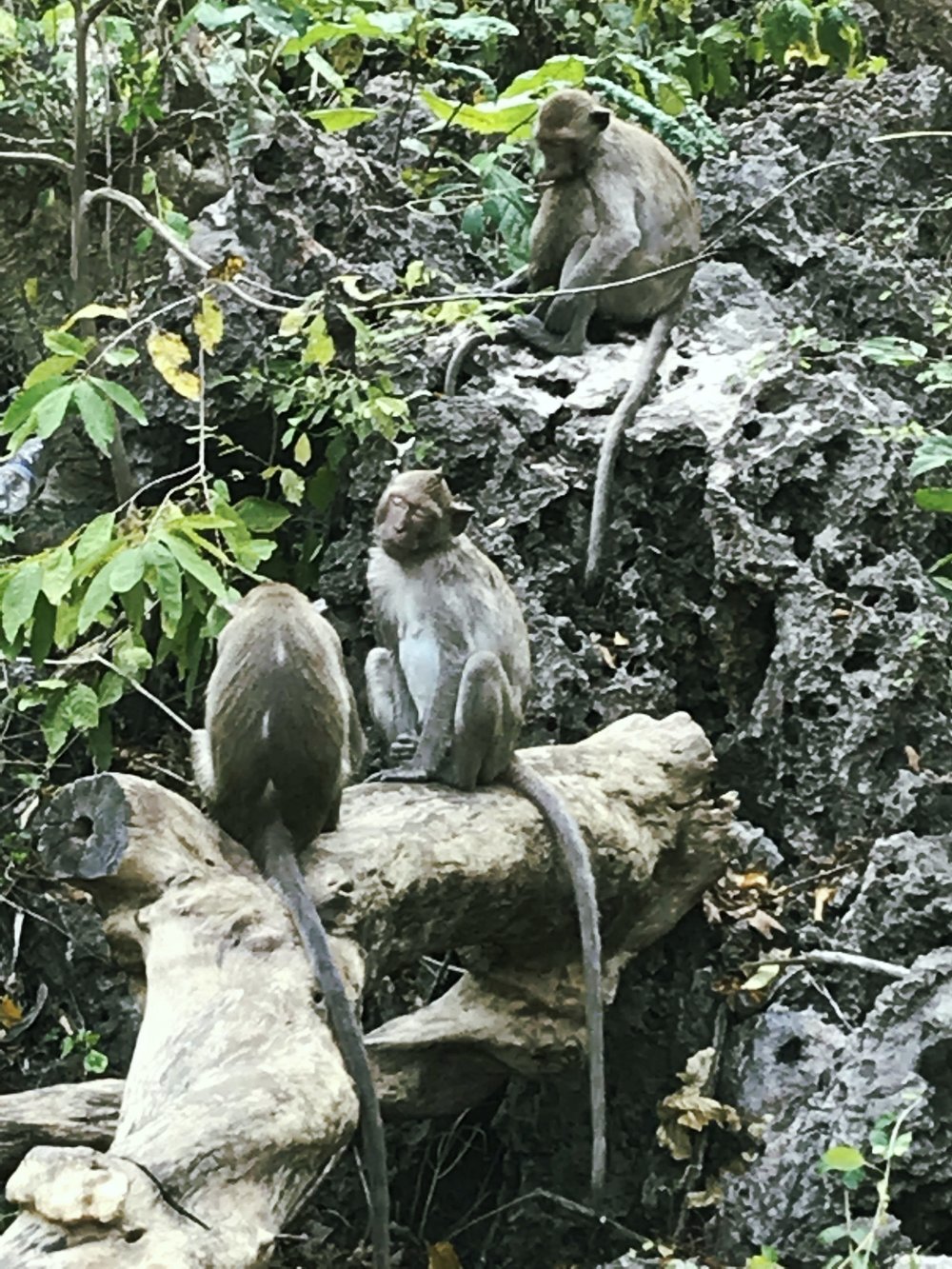 Sleeping street macaques outside of Khao Luang Cave 