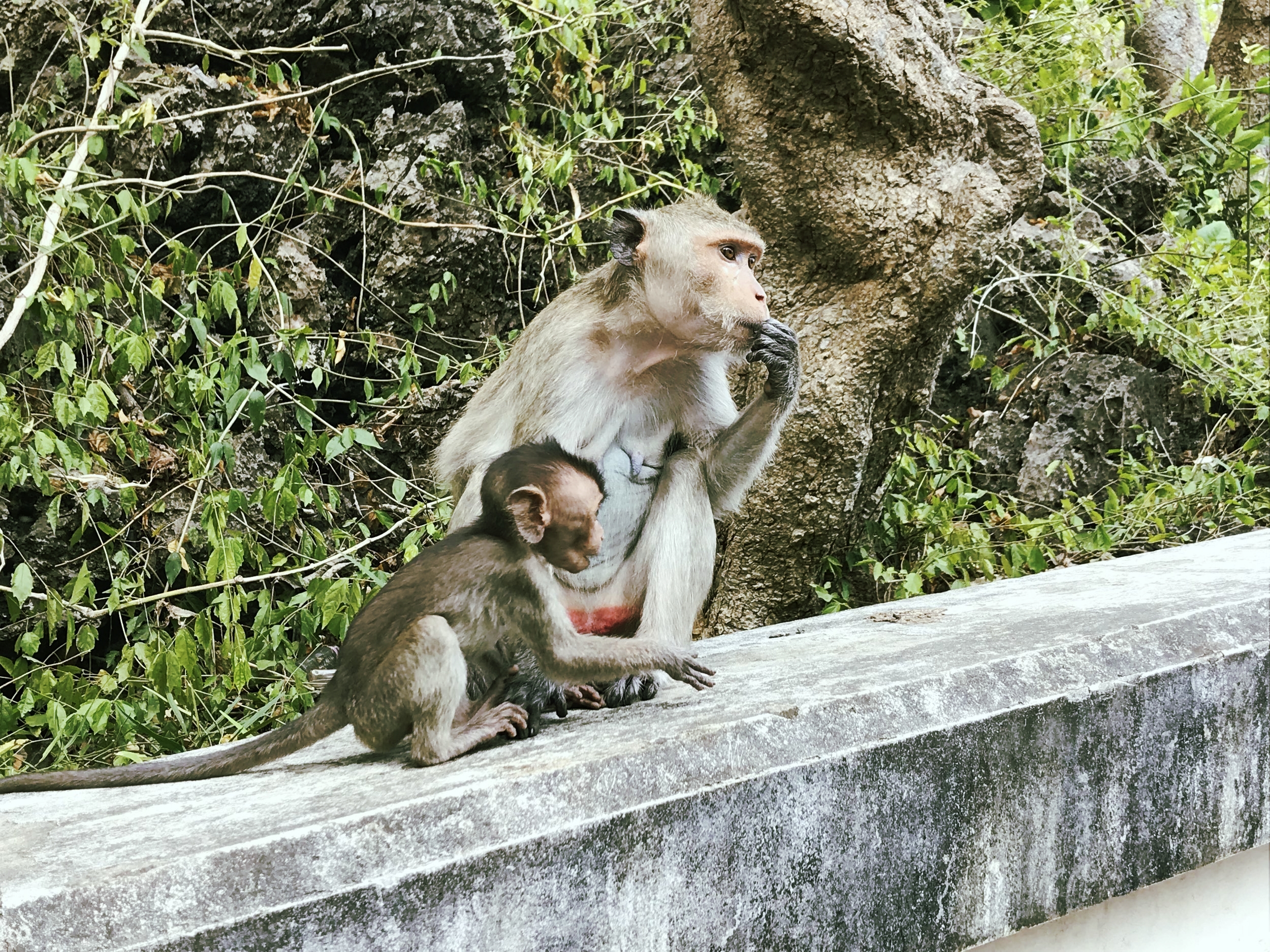 Mother and child macaque outside of Khao Luang Cave 