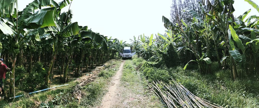 Banana tree plantation near Wildlife Friends Foundation Thailand