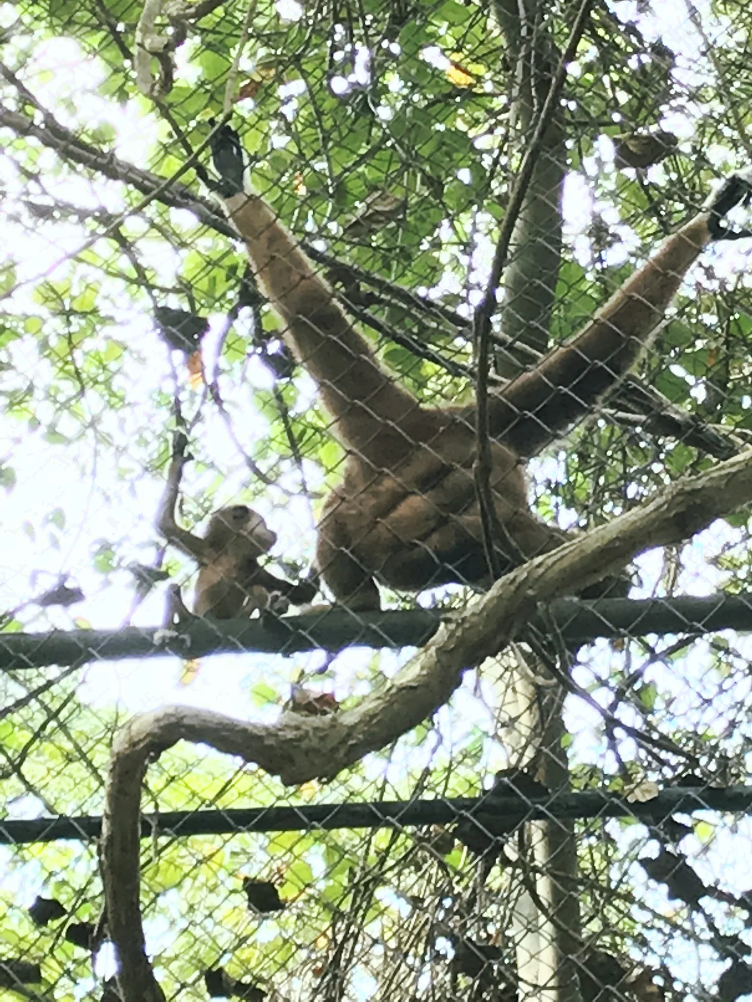 Momma gibbon and her baby at WFFT