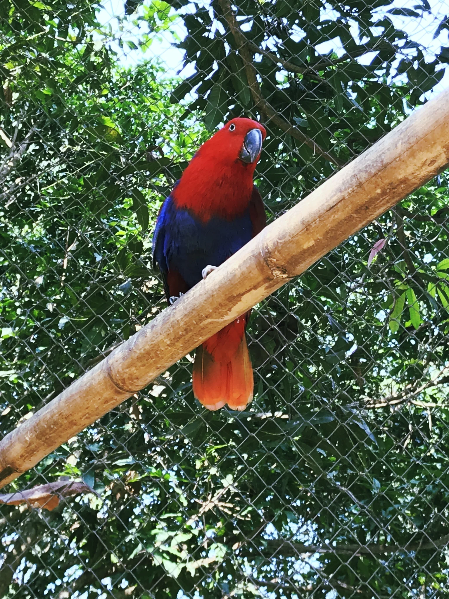 Eclectus parrot