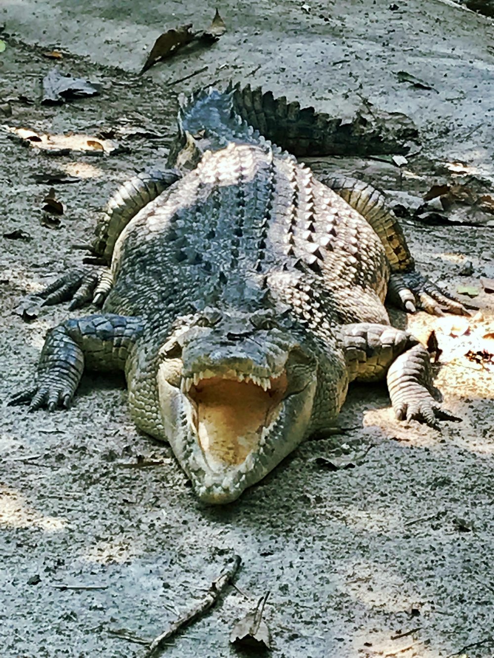The one and only resident crocodile at WFFT