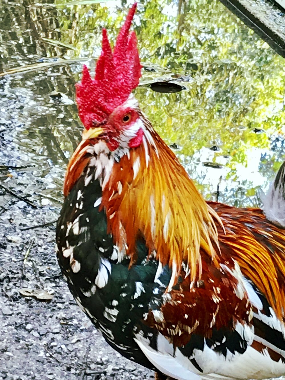 One of the many roosters strutting his gorgeous colors