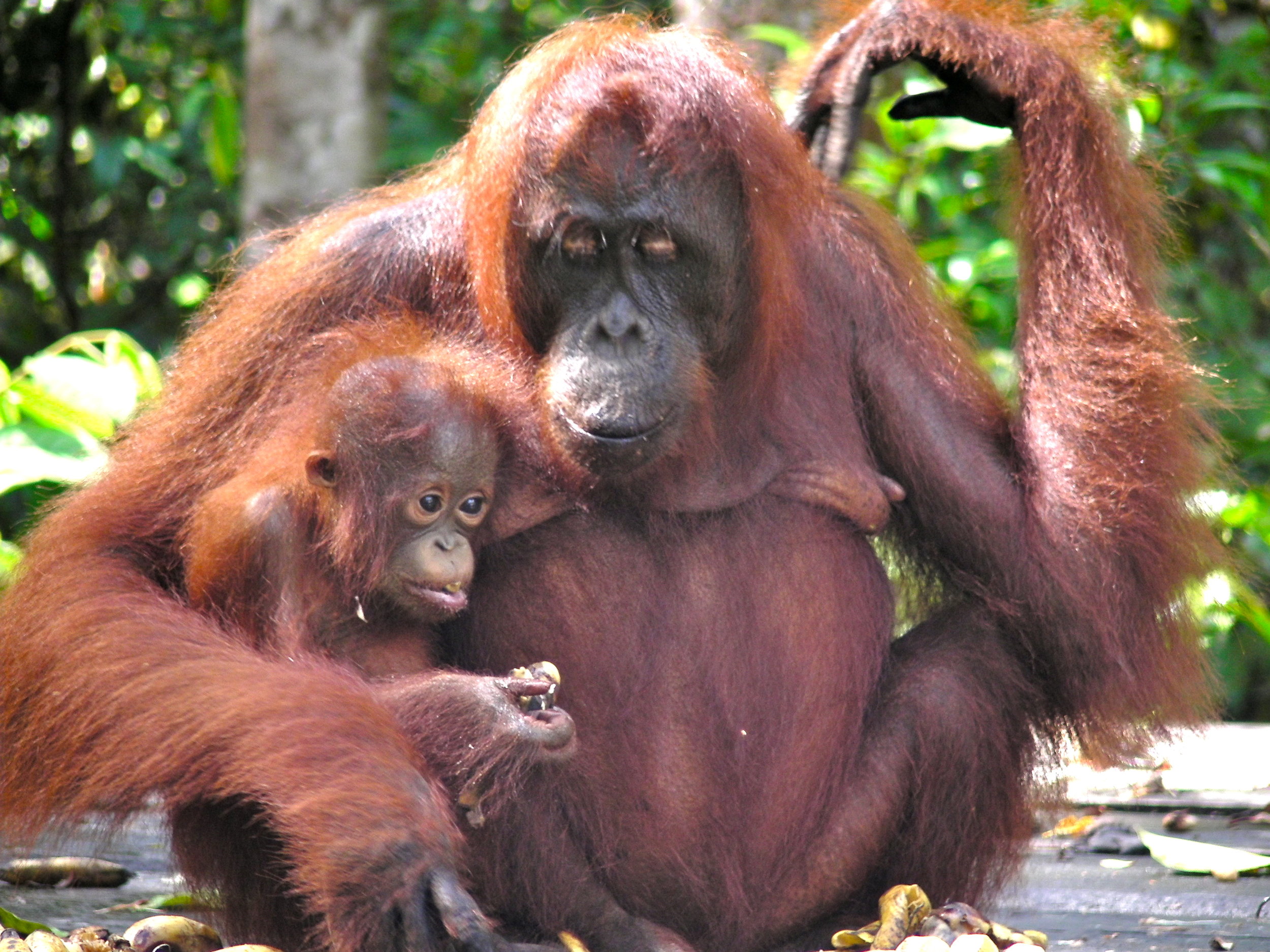 The victims of palm oil: Mama and baby orangutan in Borneo