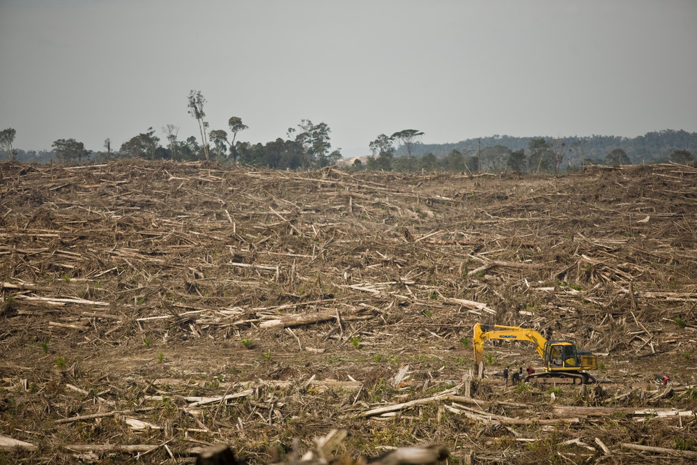 Primary rainforests destroyed for palm oil plantations