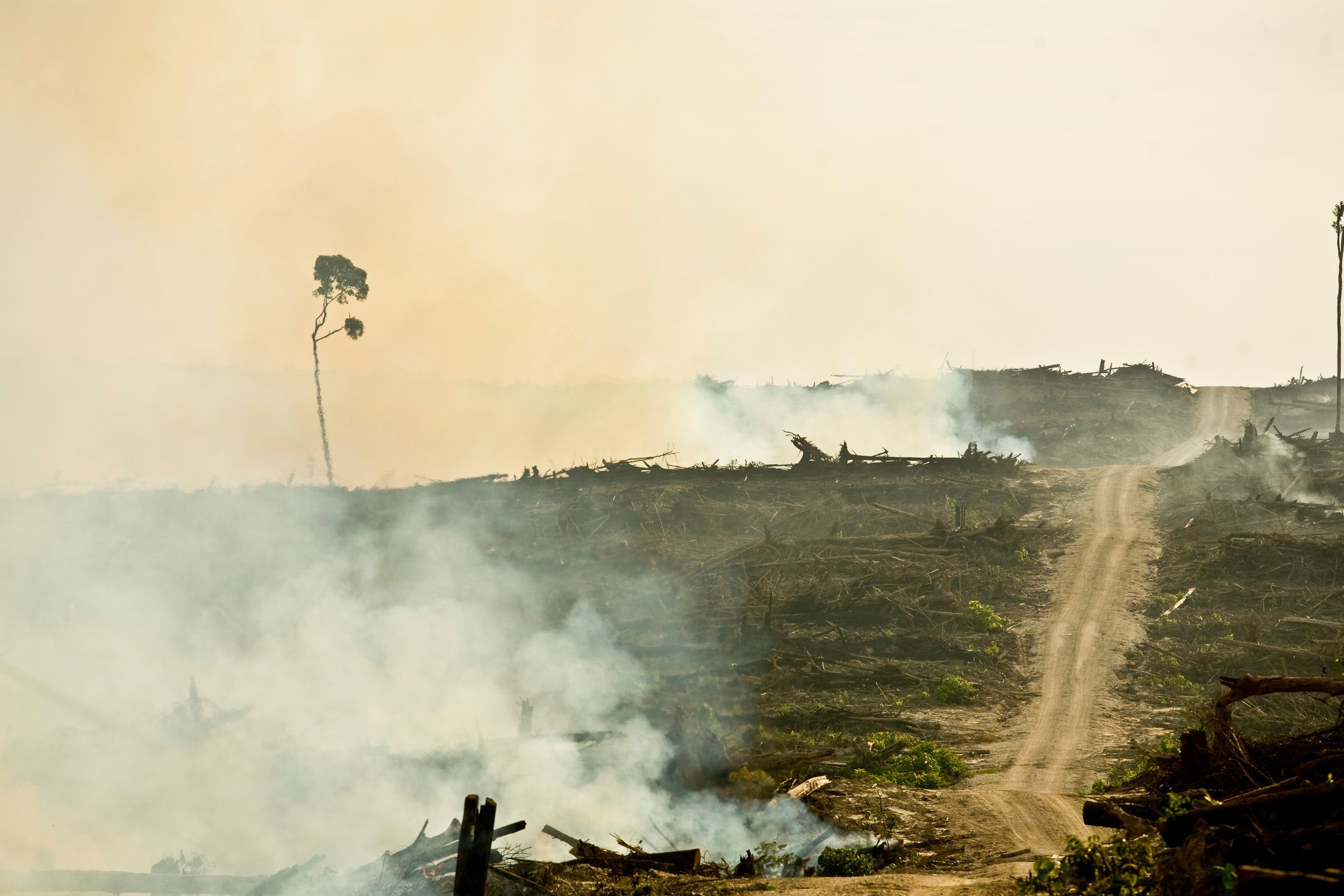 Newly cleared rainforest in Indonesia