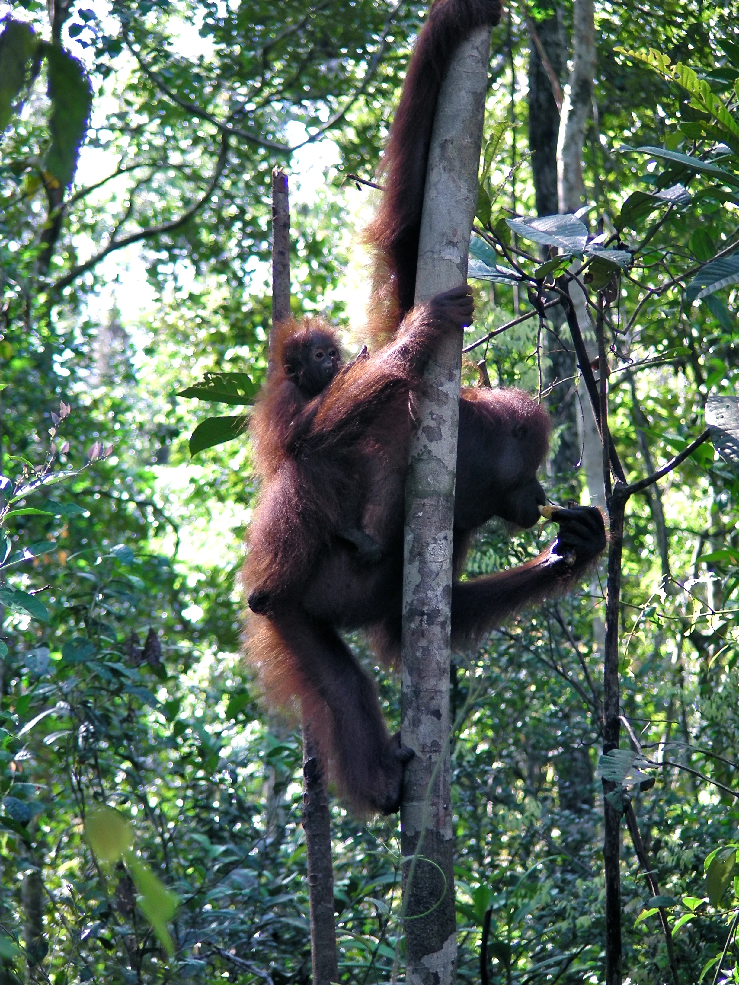 Image by Rainforest Action Network via Flickr