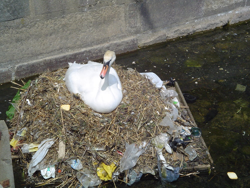 A swan nesting on plastic garbage