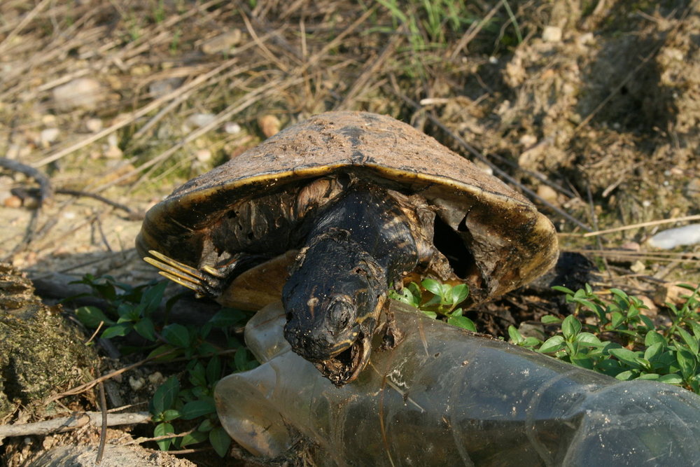 Dead sea turtle on a plastic water bottle